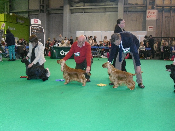 Weeping Willows - Crufts 2014