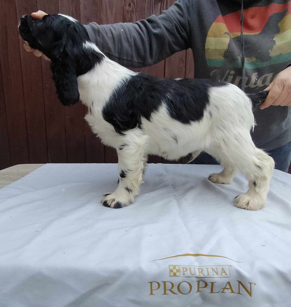 Weeping Willows - Chiot disponible  - Cocker Spaniel Anglais