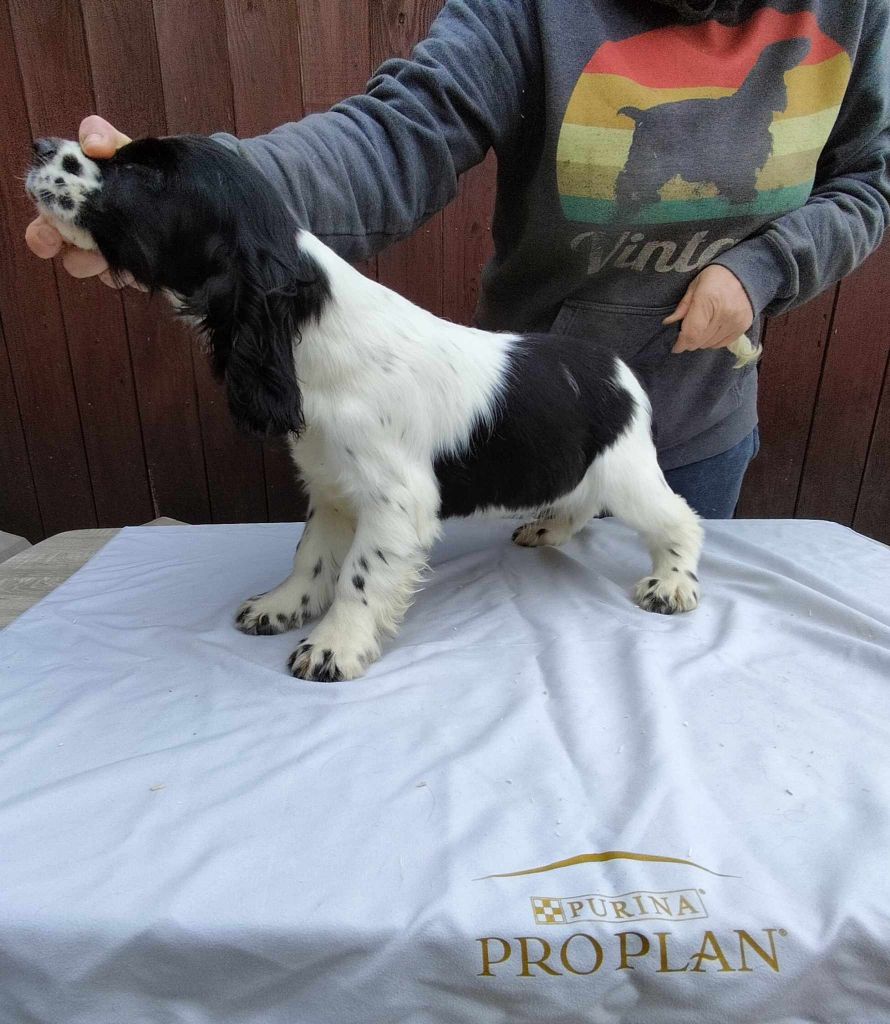 Weeping Willows - Chiot disponible  - Cocker Spaniel Anglais