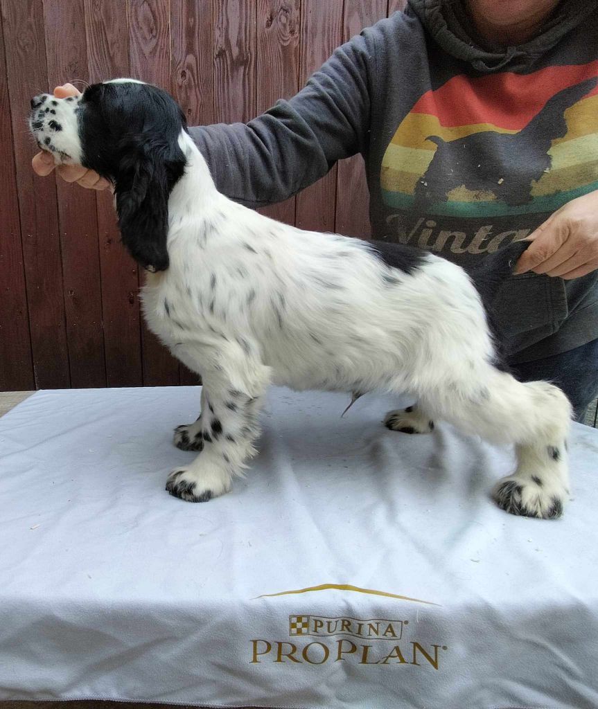 Weeping Willows - Chiot disponible  - Cocker Spaniel Anglais