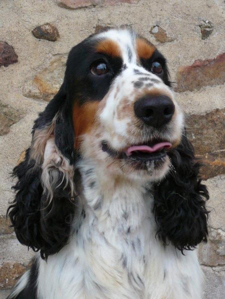 CH. CaÏd (Sans Affixe)