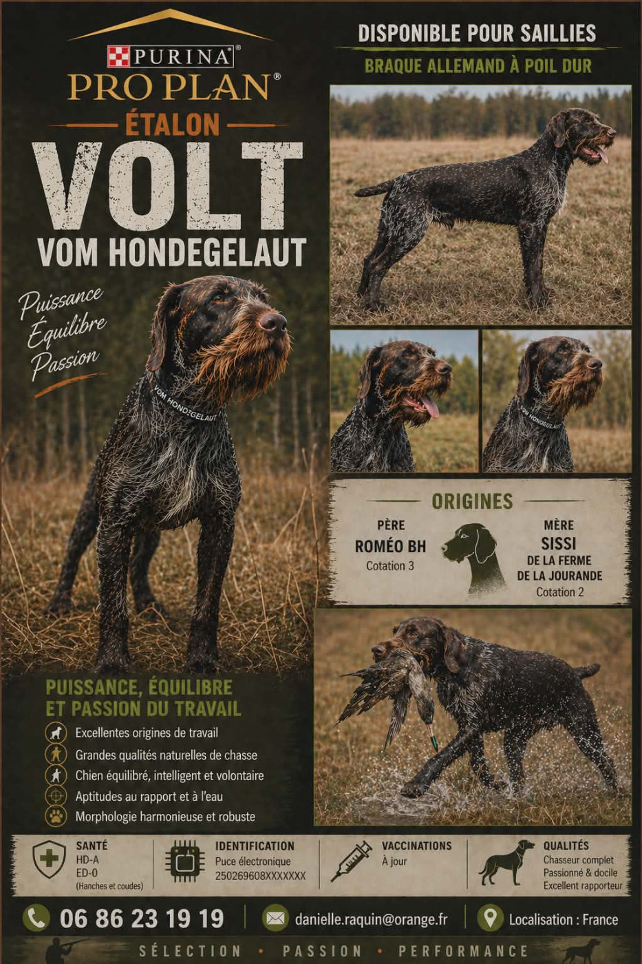 Volt Vom hundegelaut