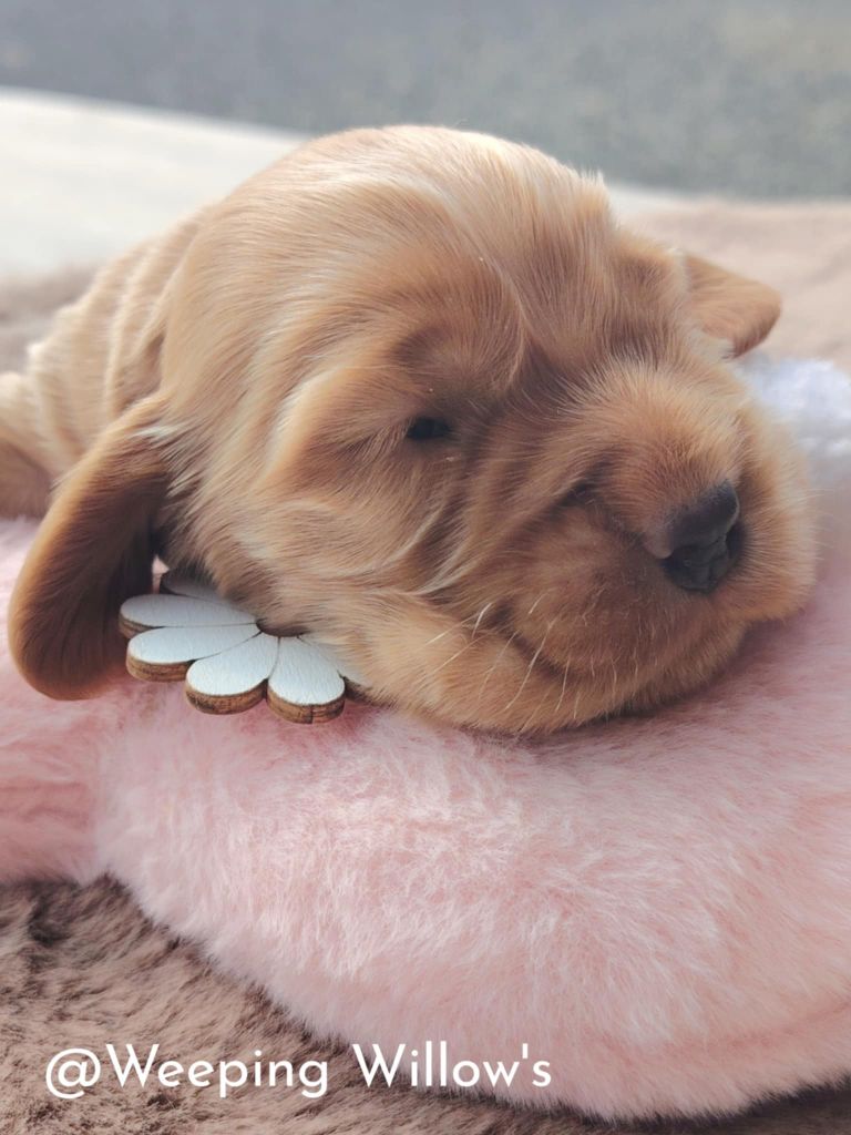 Weeping Willows - Chiots disponibles - Cocker Spaniel Anglais
