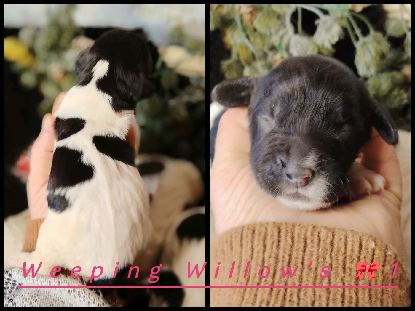 Weeping Willows - Chiots disponibles - English Springer Spaniel