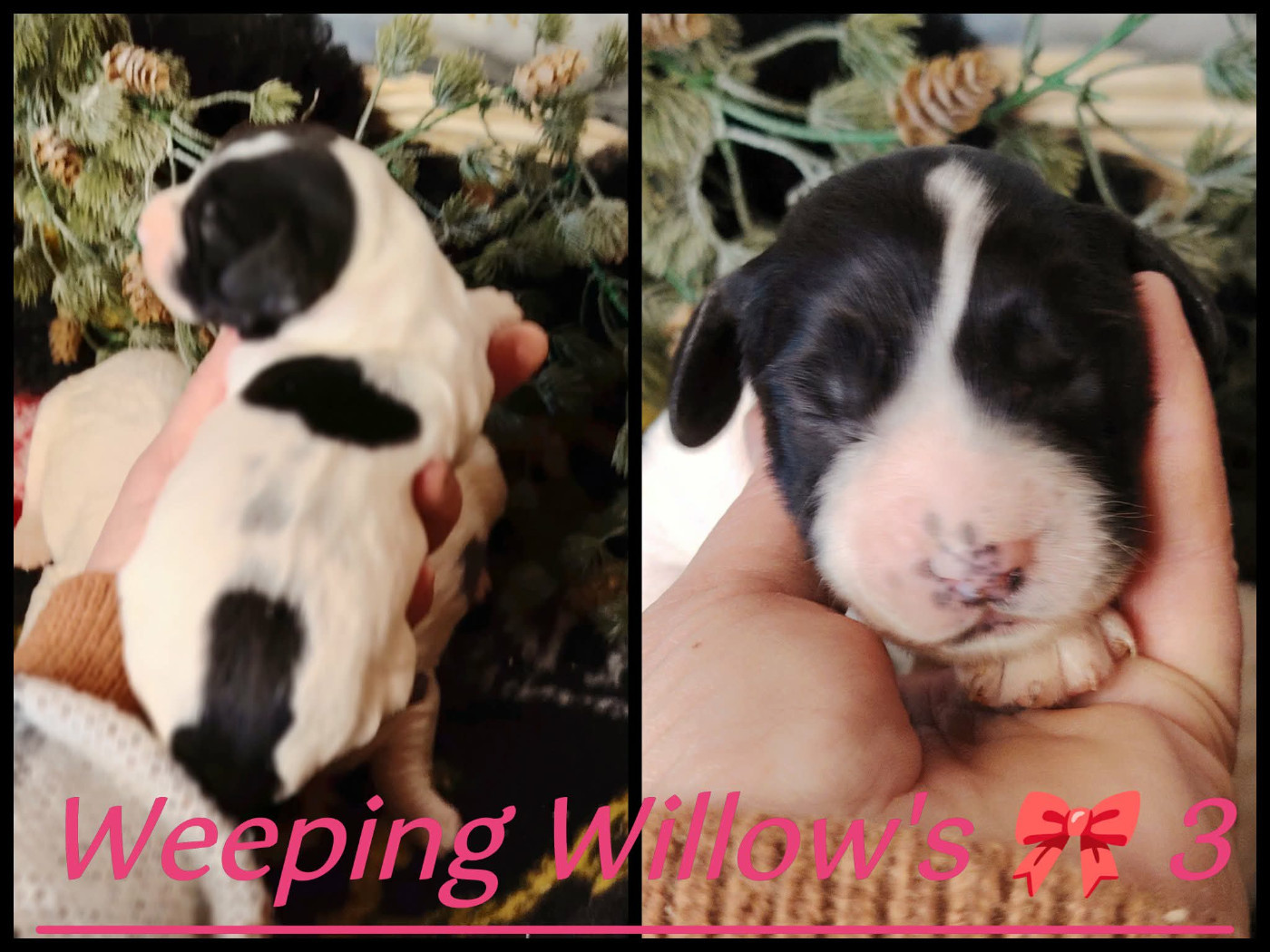 Weeping Willows - Chiots disponibles - English Springer Spaniel