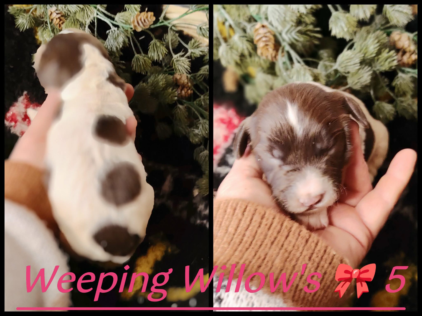 Weeping Willows - Chiots disponibles - English Springer Spaniel
