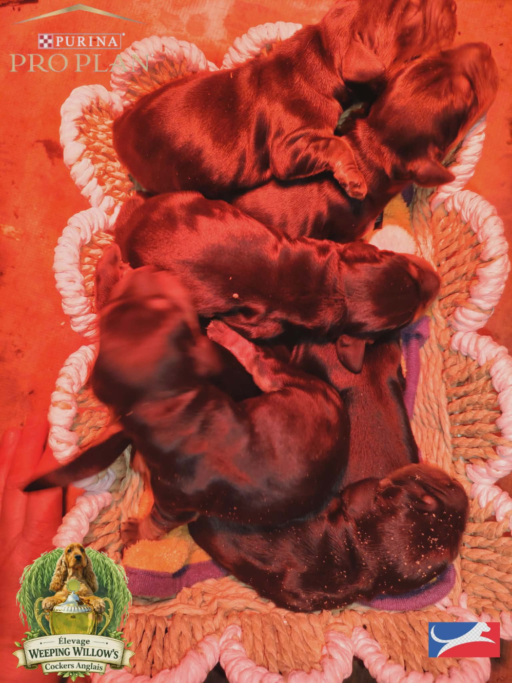 Weeping Willows - Cocker Spaniel Anglais - Portée née le 04/02/2026