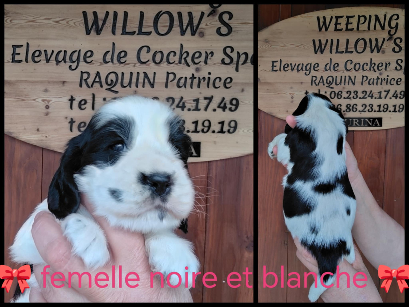 Weeping Willows - Chiots disponibles - Cocker Spaniel Anglais