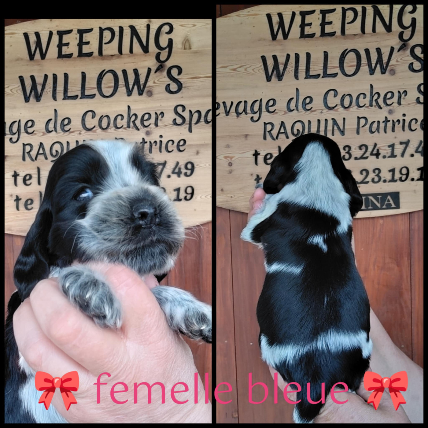 Weeping Willows - Chiots disponibles - Cocker Spaniel Anglais