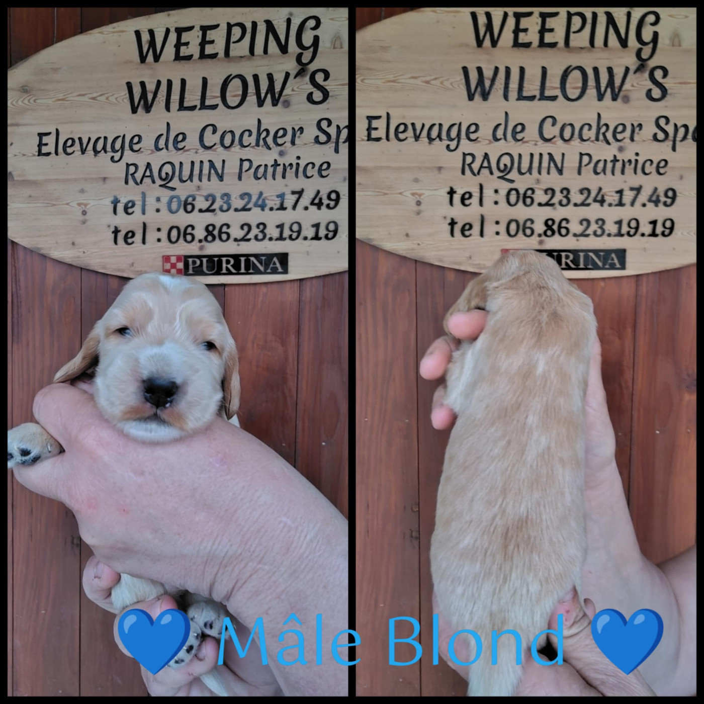 Weeping Willows - Chiots disponibles - Cocker Spaniel Anglais