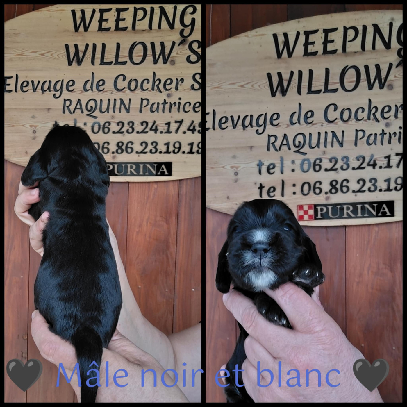 Weeping Willows - Chiots disponibles - Cocker Spaniel Anglais