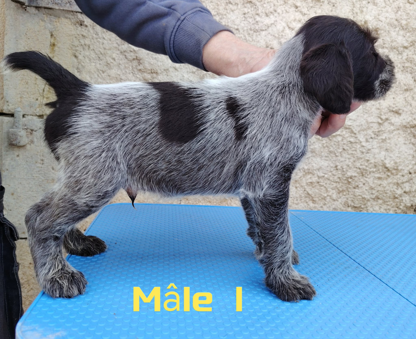 Weeping Willows - Chiots disponibles - Chien d'arrêt allemand à poil dur