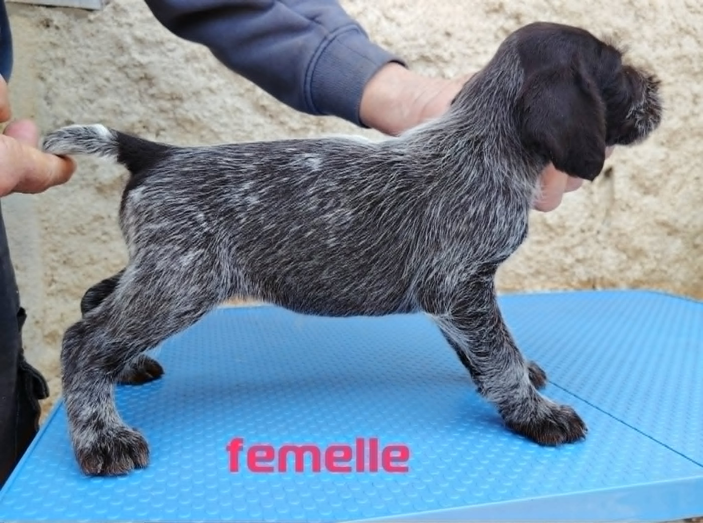 Weeping Willows - Chiots disponibles - Chien d'arrêt allemand à poil dur