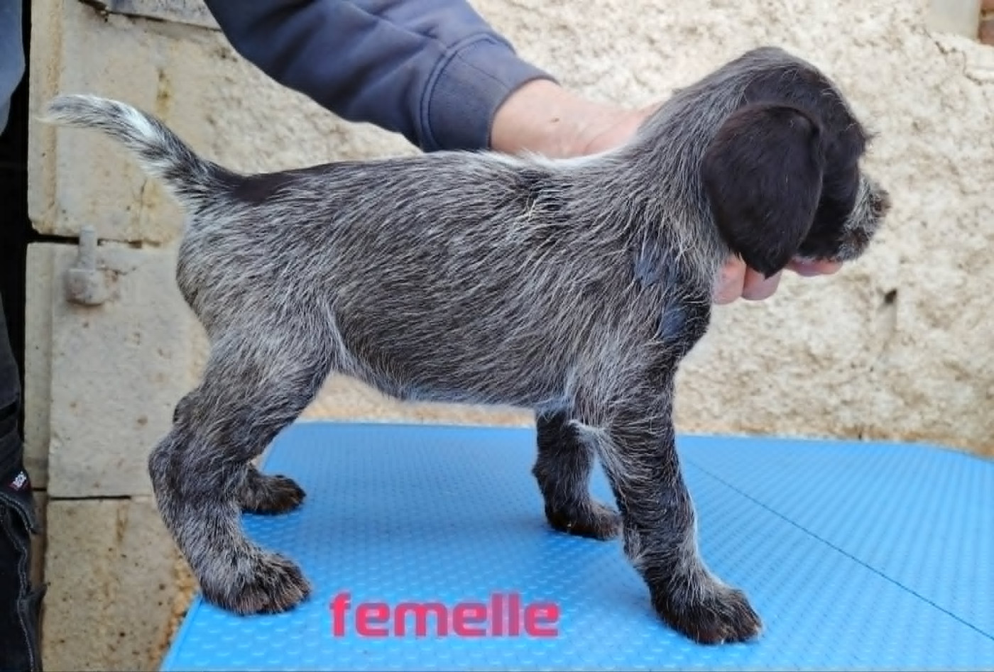 Weeping Willows - Chiots disponibles - Chien d'arrêt allemand à poil dur