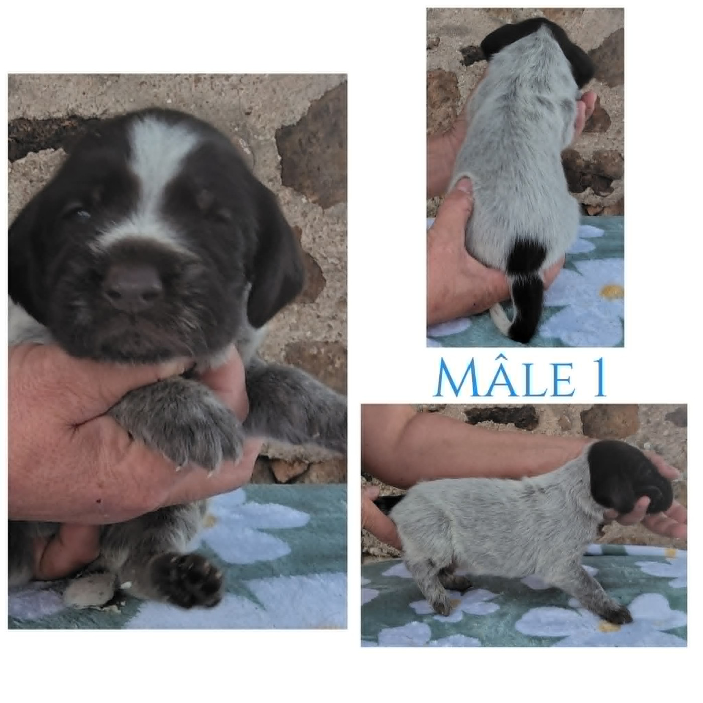 Weeping Willows - Chiots disponibles - Chien d'arrêt allemand à poil dur