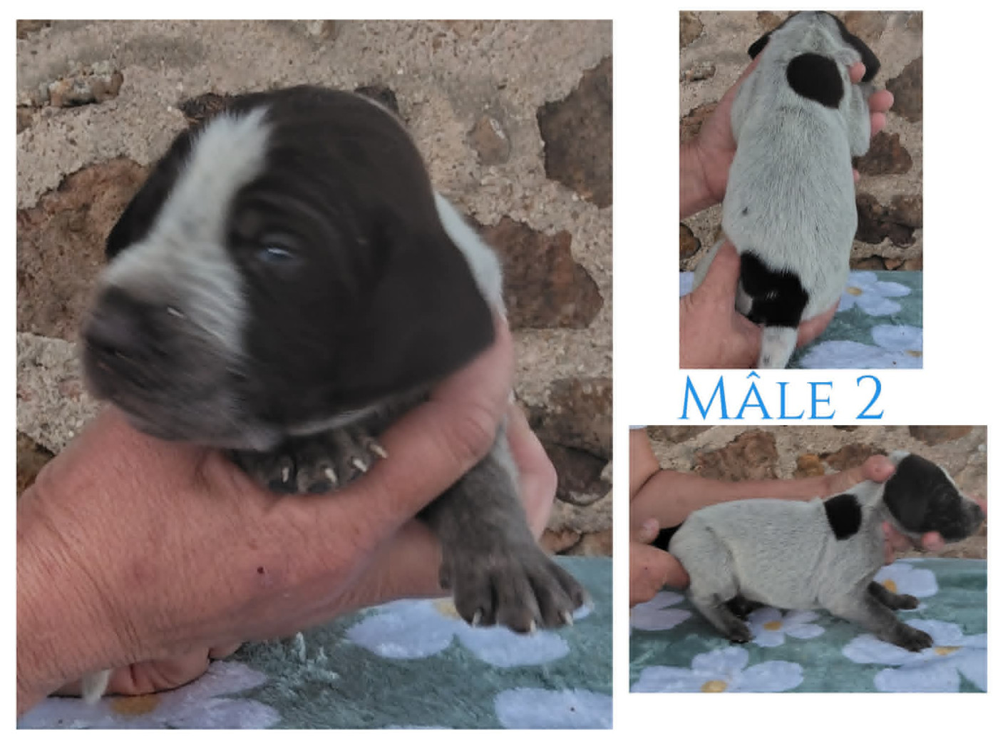 Weeping Willows - Chiots disponibles - Chien d'arrêt allemand à poil dur