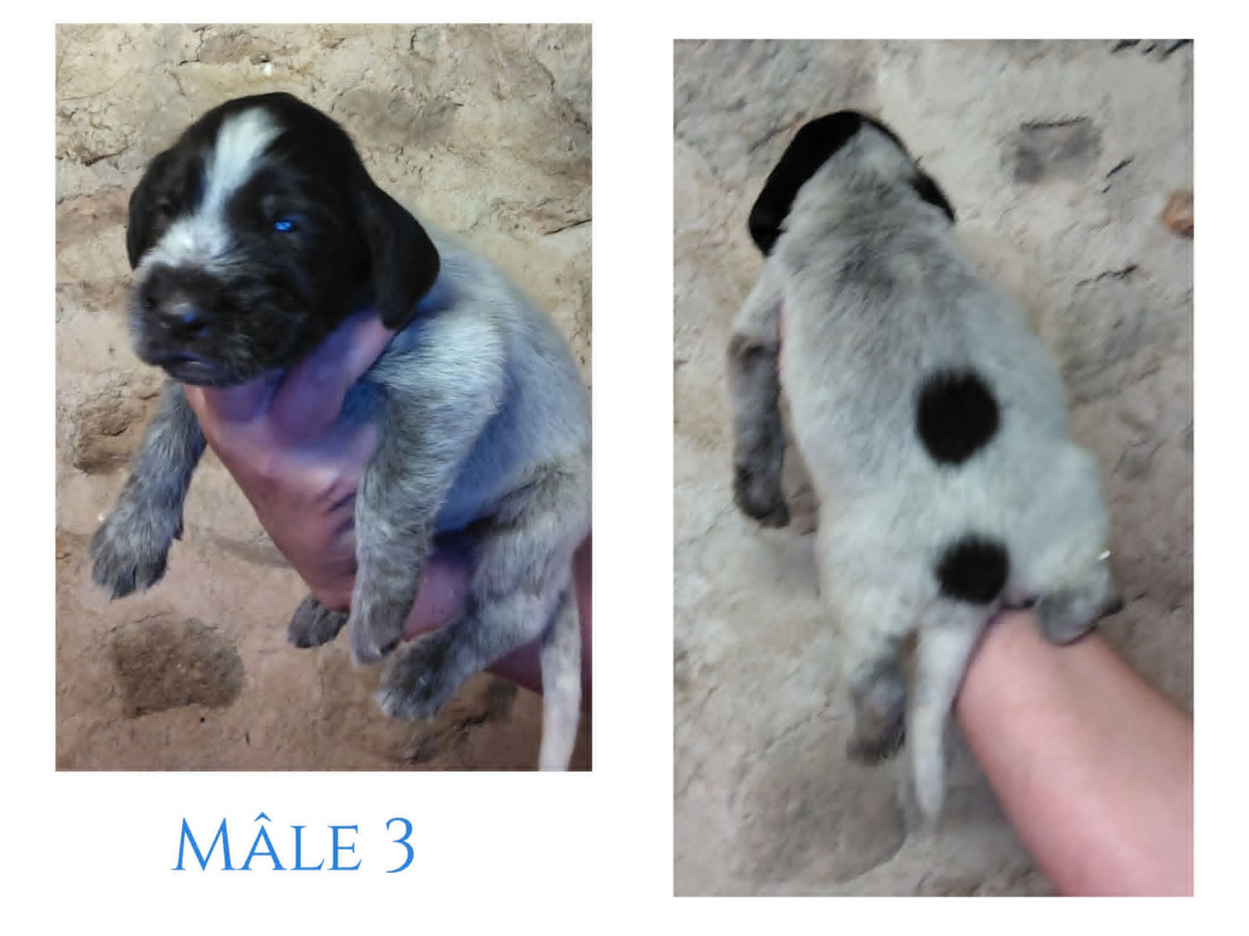 Weeping Willows - Chiots disponibles - Chien d'arrêt allemand à poil dur