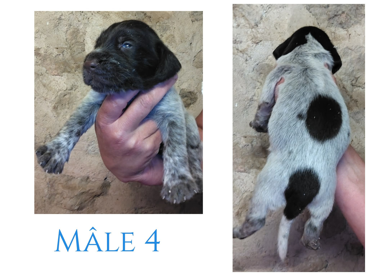 Weeping Willows - Chiots disponibles - Chien d'arrêt allemand à poil dur