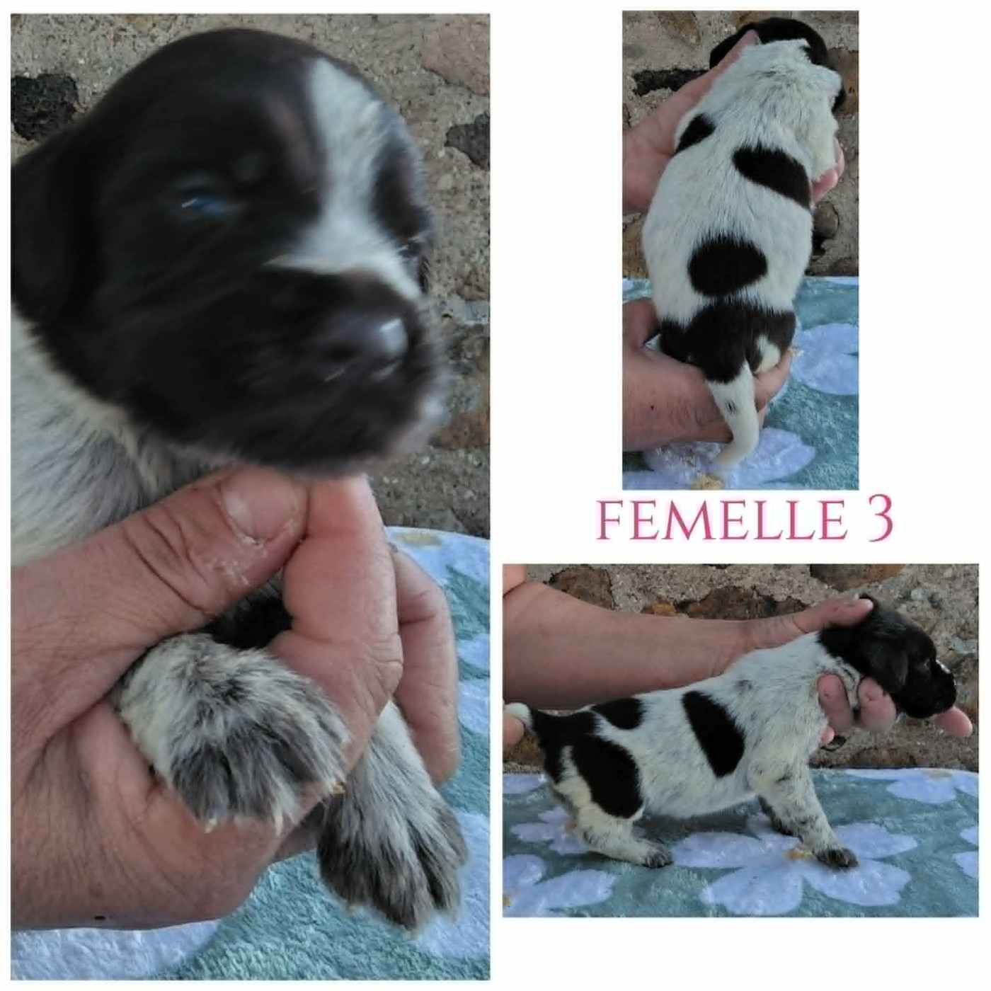 Weeping Willows - Chiots disponibles - Chien d'arrêt allemand à poil dur