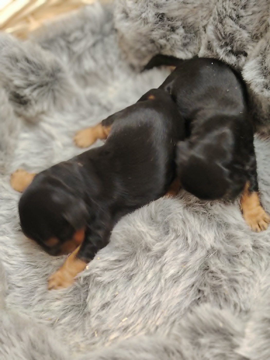 Weeping Willows - Chiots disponibles - Cocker Spaniel Anglais