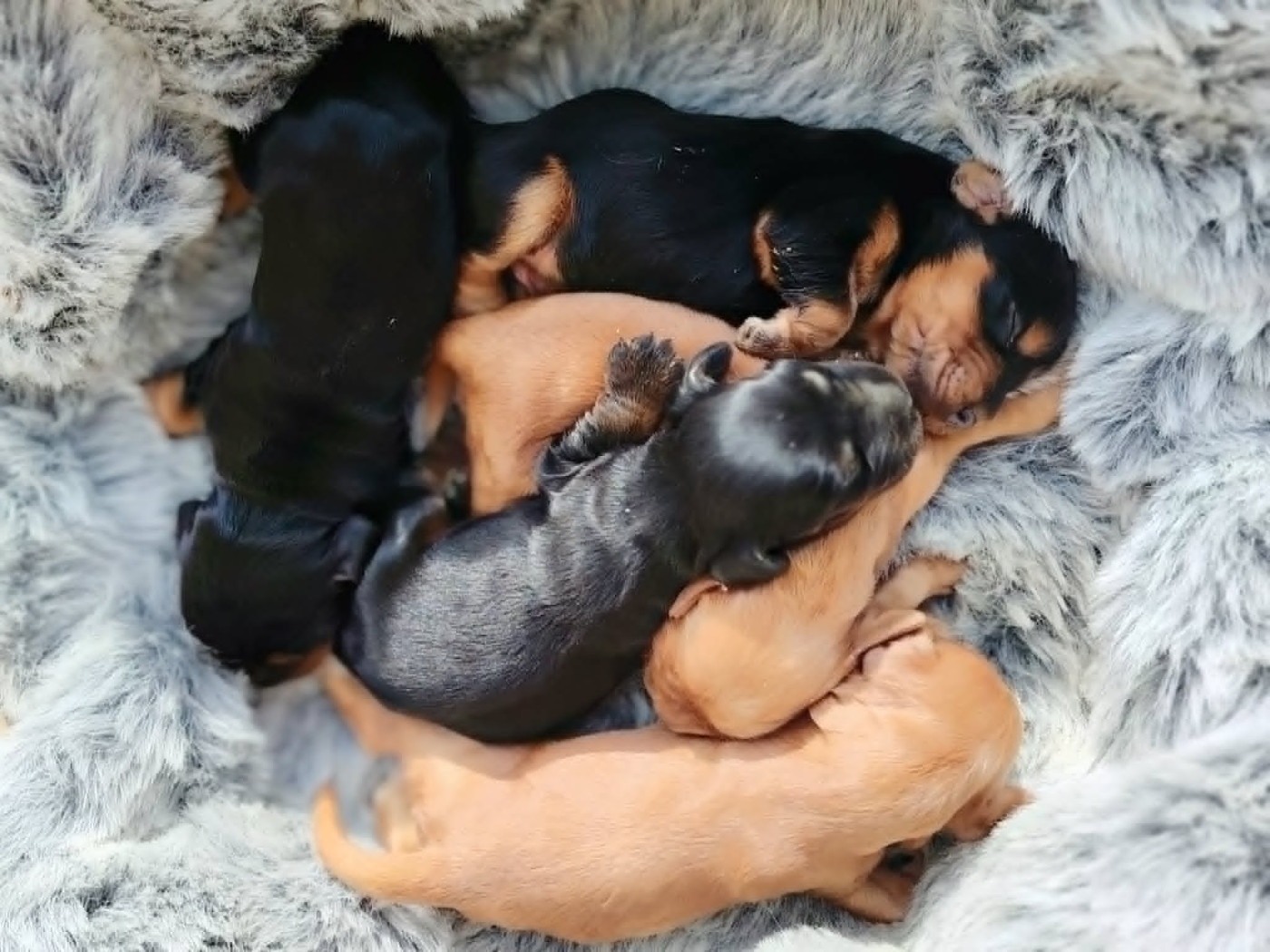 Weeping Willows - Chiots disponibles - Cocker Spaniel Anglais