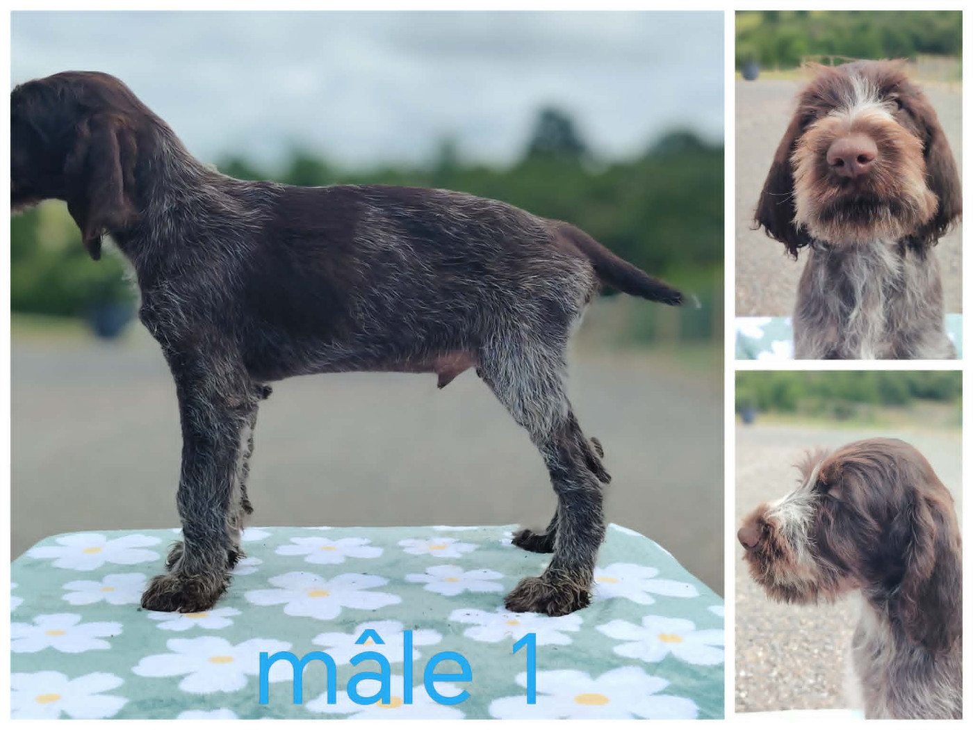 Weeping Willows - Chiots disponibles - Chien d'arrêt allemand à poil dur
