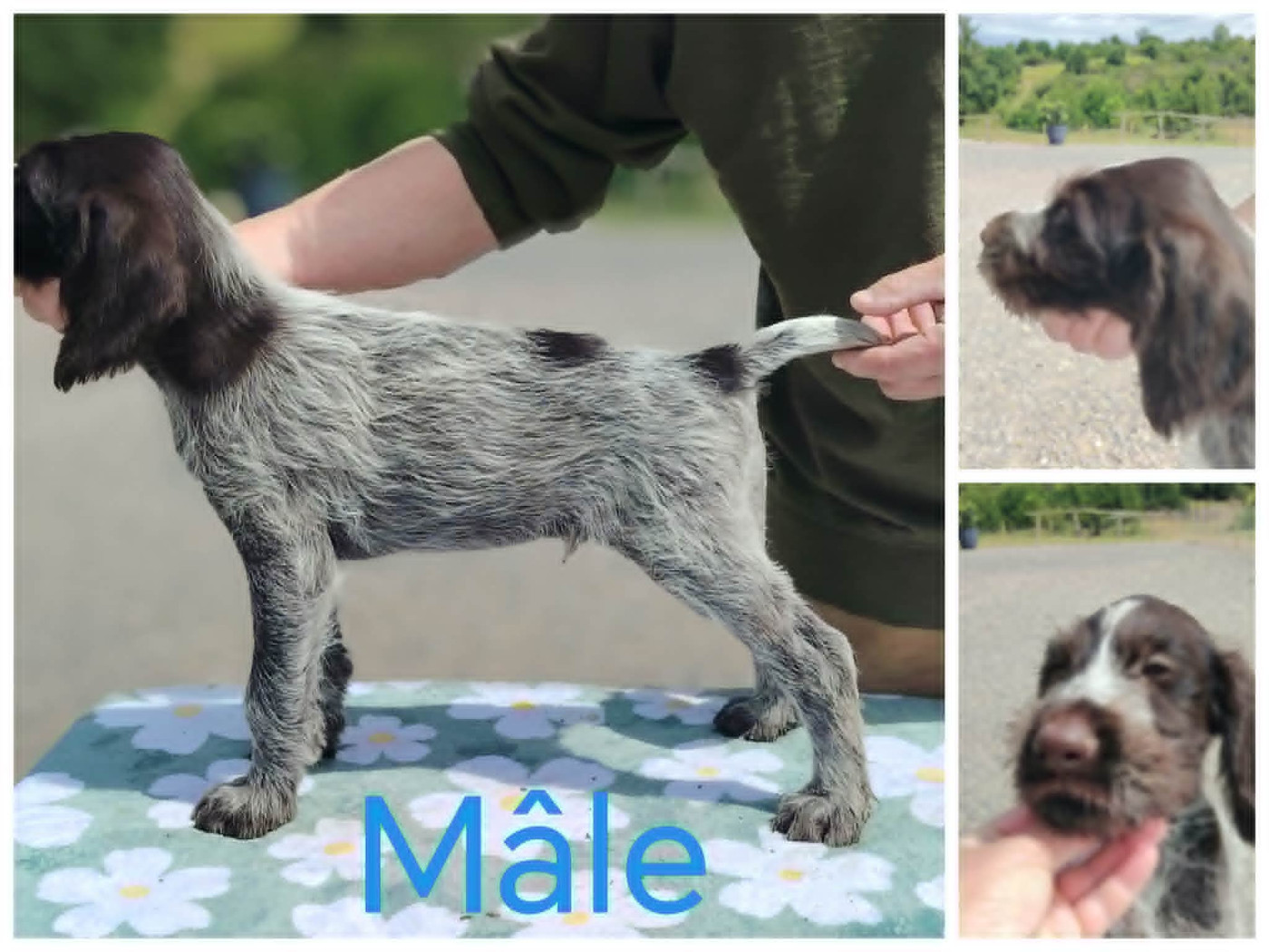 Weeping Willows - Chiots disponibles - Chien d'arrêt allemand à poil dur