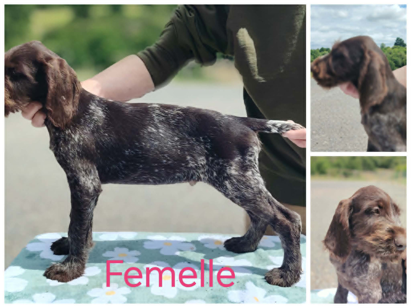 Weeping Willows - Chiots disponibles - Chien d'arrêt allemand à poil dur