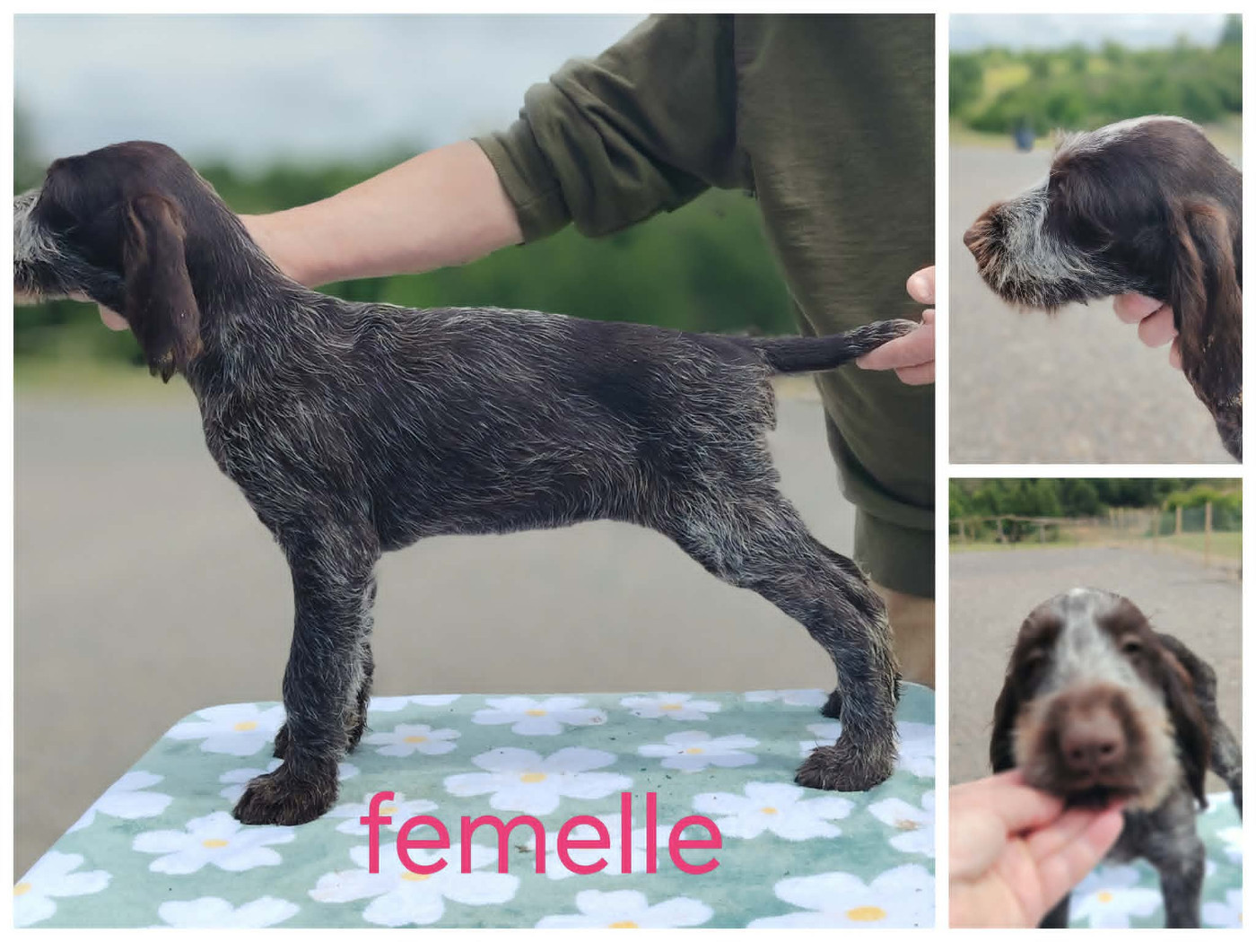 Weeping Willows - Chiots disponibles - Chien d'arrêt allemand à poil dur