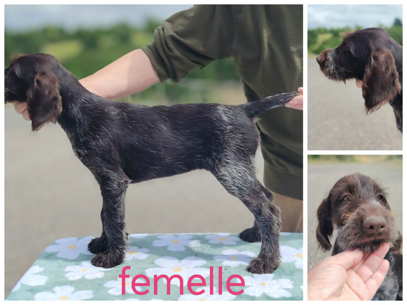 Weeping Willows - Chiots disponibles - Chien d'arrêt allemand à poil dur