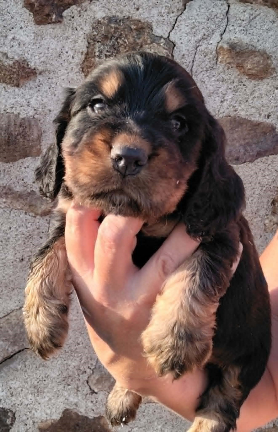 Weeping Willows - Chiots disponibles - Cocker Spaniel Anglais