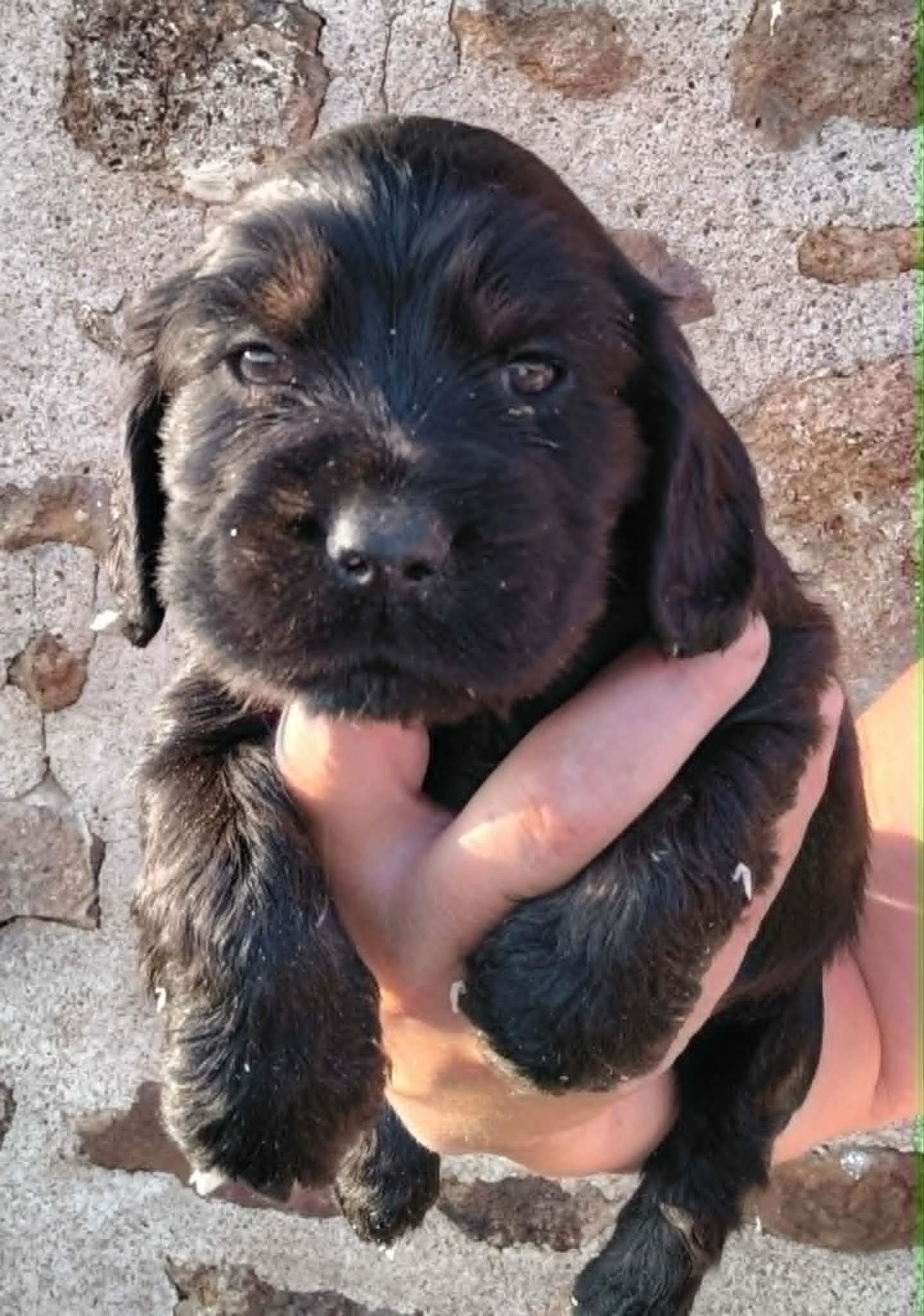 Weeping Willows - Chiots disponibles - Cocker Spaniel Anglais