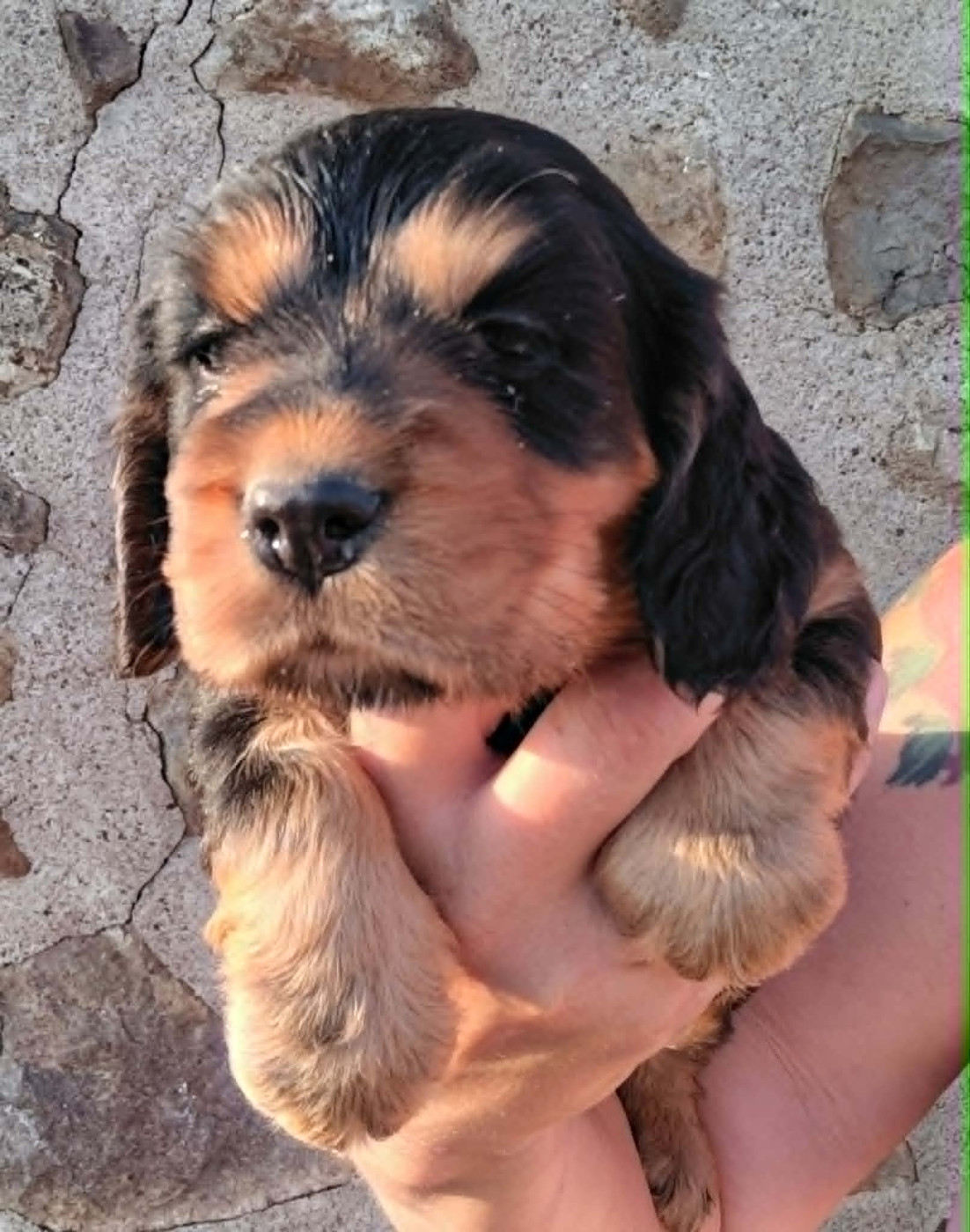 Weeping Willows - Chiots disponibles - Cocker Spaniel Anglais