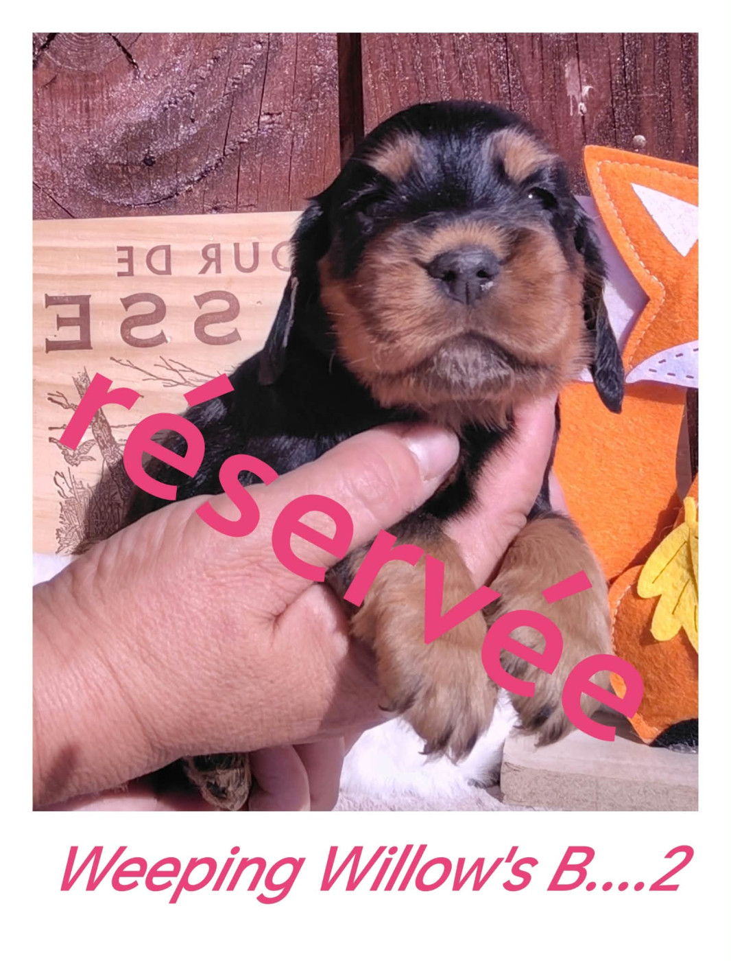 Weeping Willows - Chiots disponibles - Cocker Spaniel Anglais