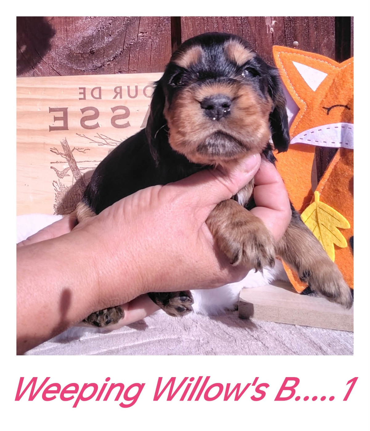 Weeping Willows - Chiots disponibles - Cocker Spaniel Anglais