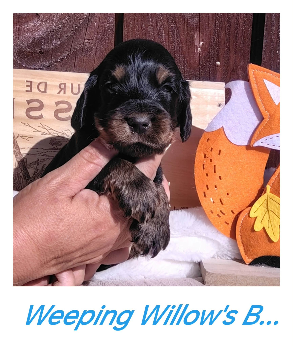 Weeping Willows - Chiots disponibles - Cocker Spaniel Anglais
