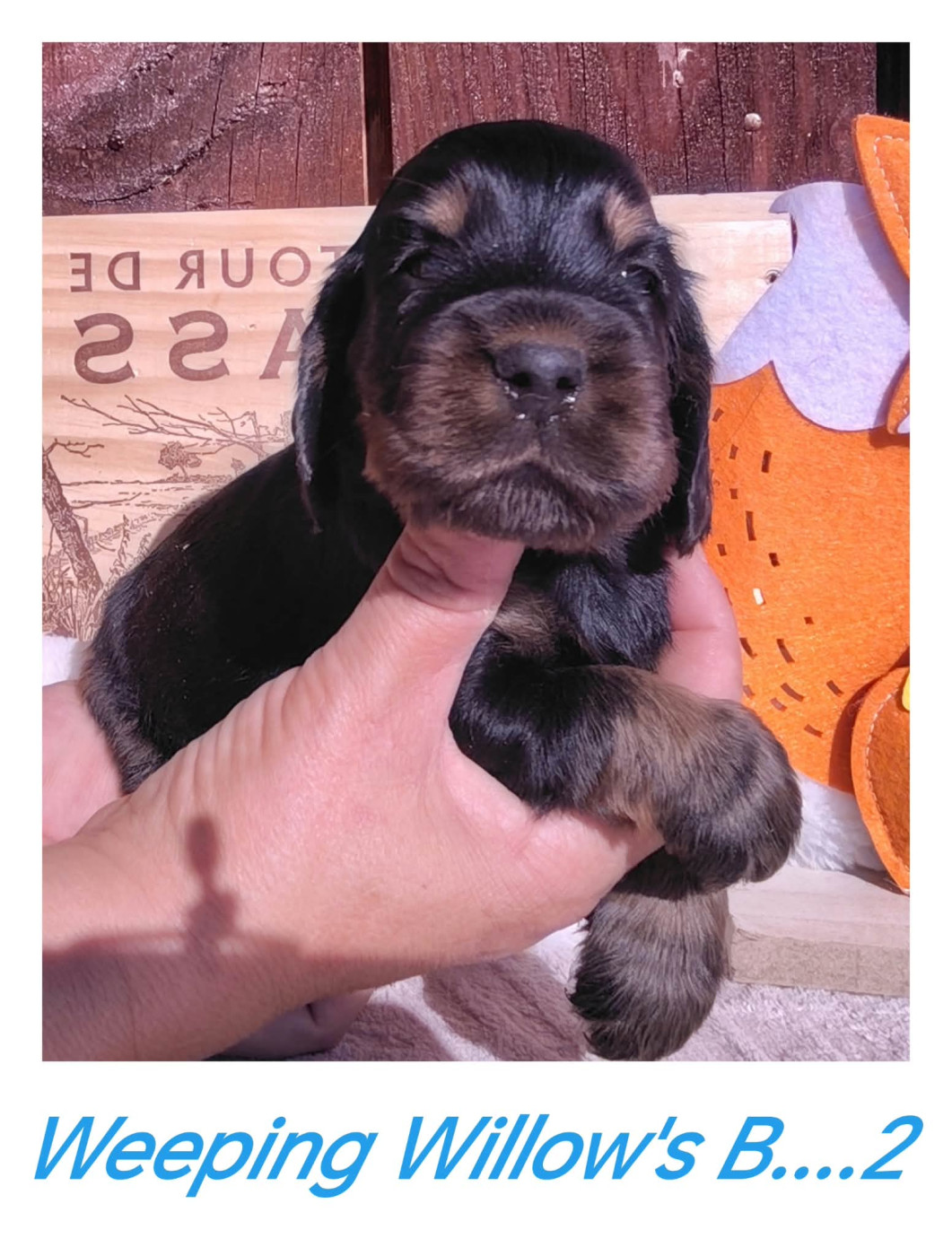 Weeping Willows - Chiots disponibles - Cocker Spaniel Anglais