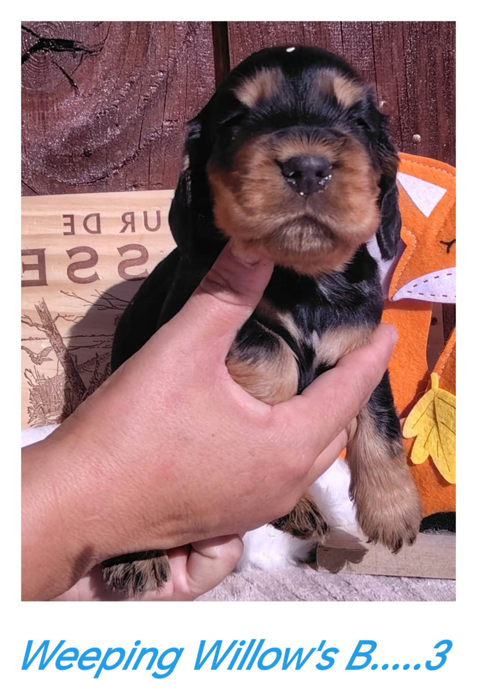 Weeping Willows - Chiots disponibles - Cocker Spaniel Anglais