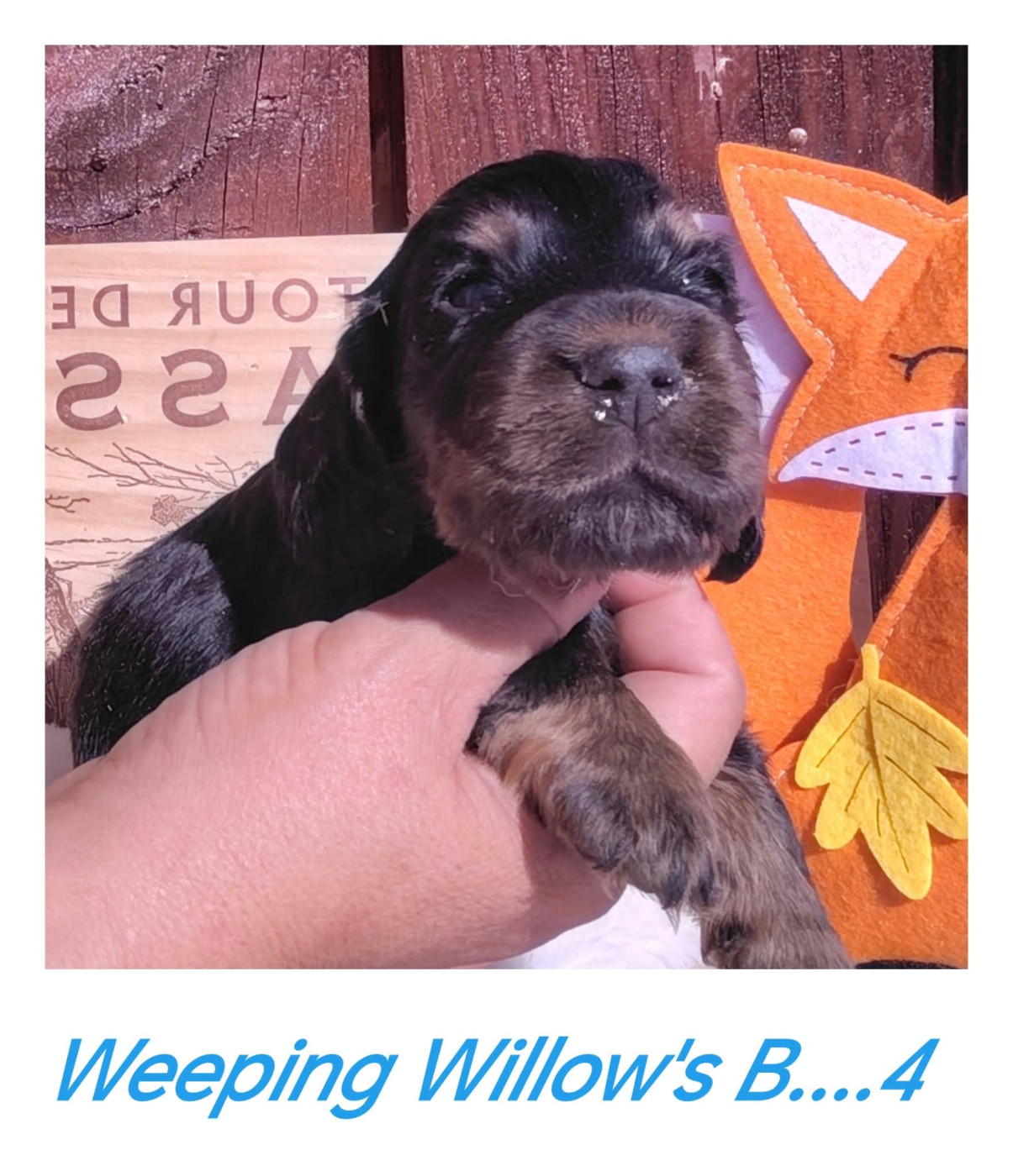 Weeping Willows - Chiots disponibles - Cocker Spaniel Anglais