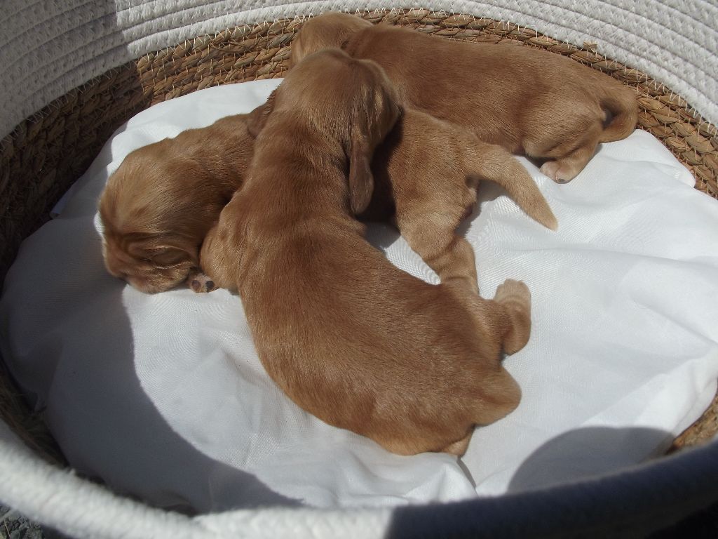 Weeping Willows - Chiots disponibles - Cocker Spaniel Anglais