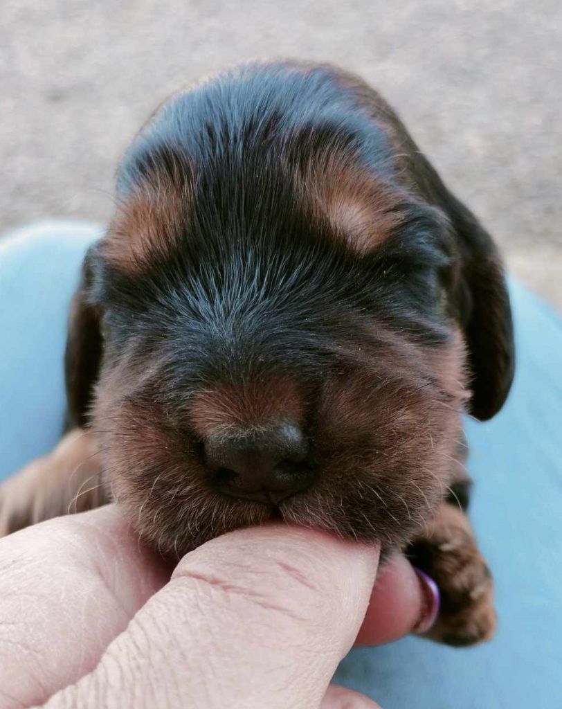 Weeping Willows - Chiots disponibles - Cocker Spaniel Anglais
