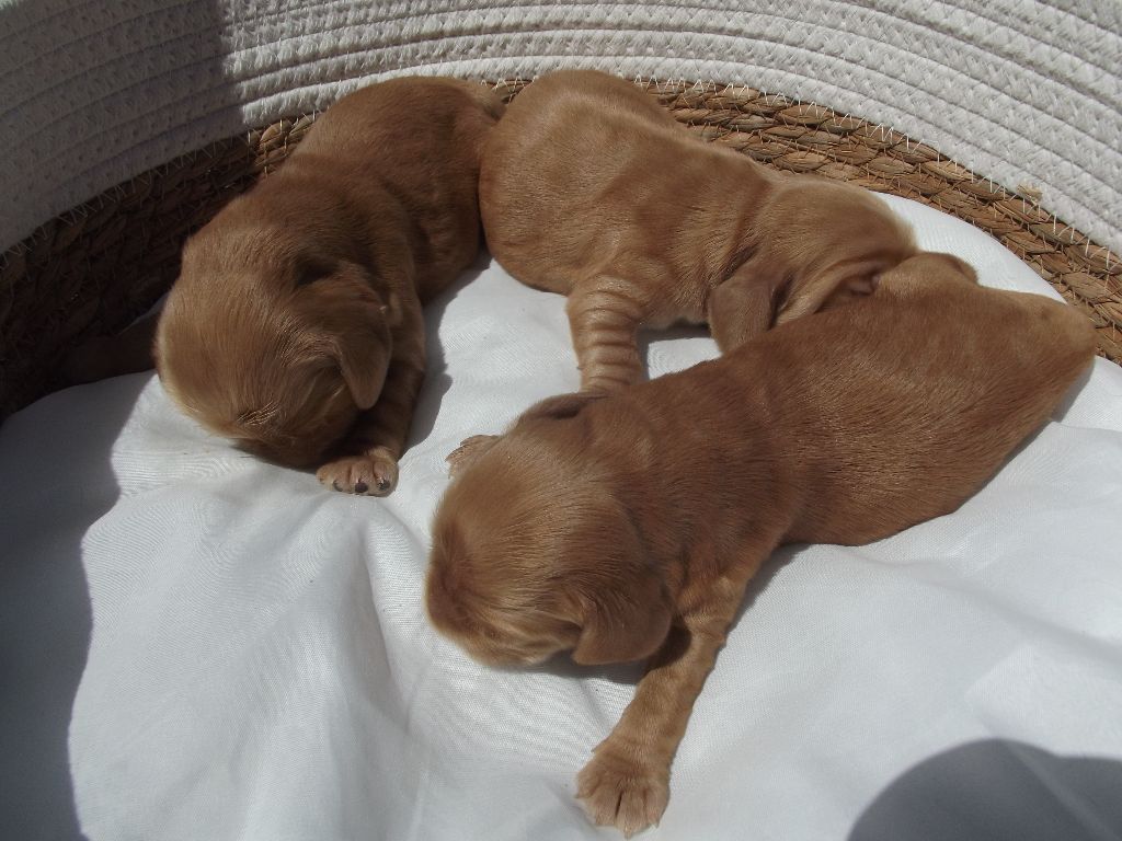 Weeping Willows - Chiots disponibles - Cocker Spaniel Anglais