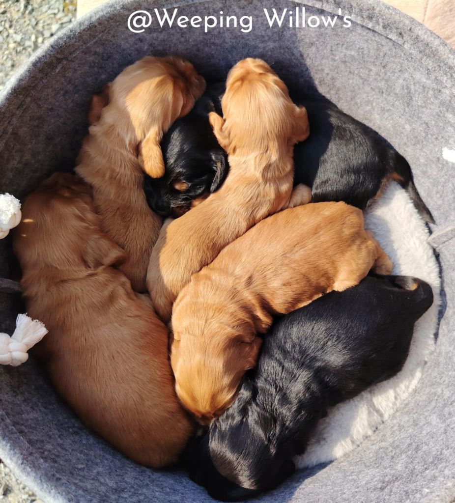 Chiot Cocker Spaniel Anglais Weeping Willows
