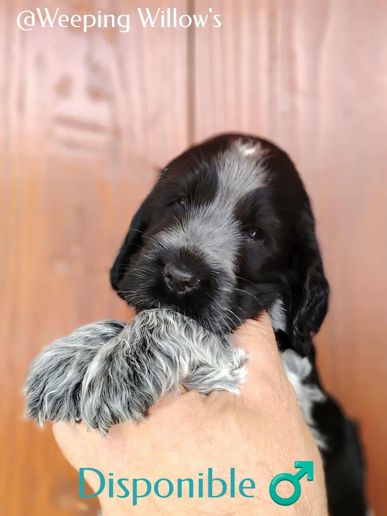 Weeping Willows - Chiots disponibles - Cocker Spaniel Anglais