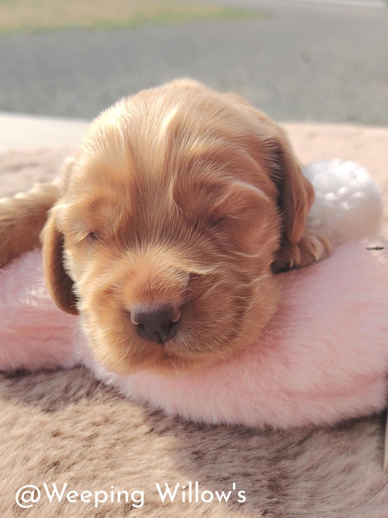 Weeping Willows - Chiots disponibles - Cocker Spaniel Anglais