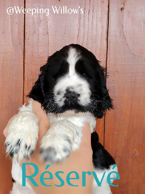 CHIOT