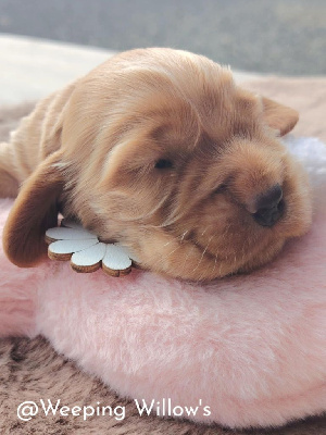 CHIOT 2