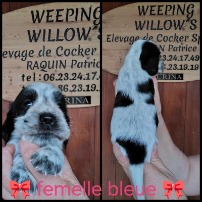 Weeping Willow's Bianka