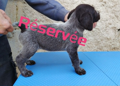 Chiot N°3