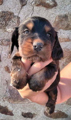 Chiot N°1